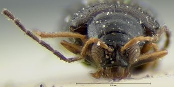 Media type: image; Entomology 18407   Aspect: head frontal view